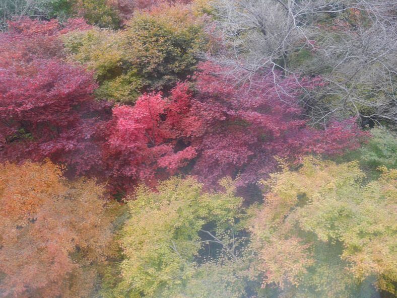 韓楓,韓國,楓葉,內藏山,韓國旅遊