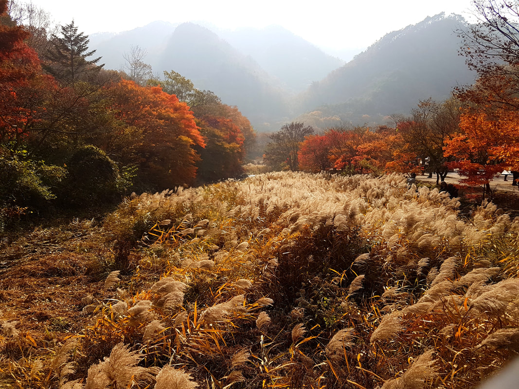 韓楓,韓國,楓葉,內藏山,韓國旅遊