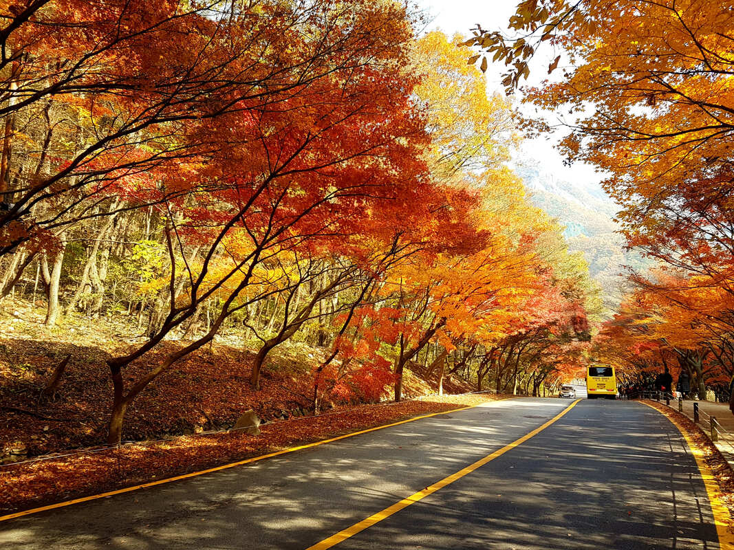 韓楓,韓國,楓葉,內藏山,韓國旅遊