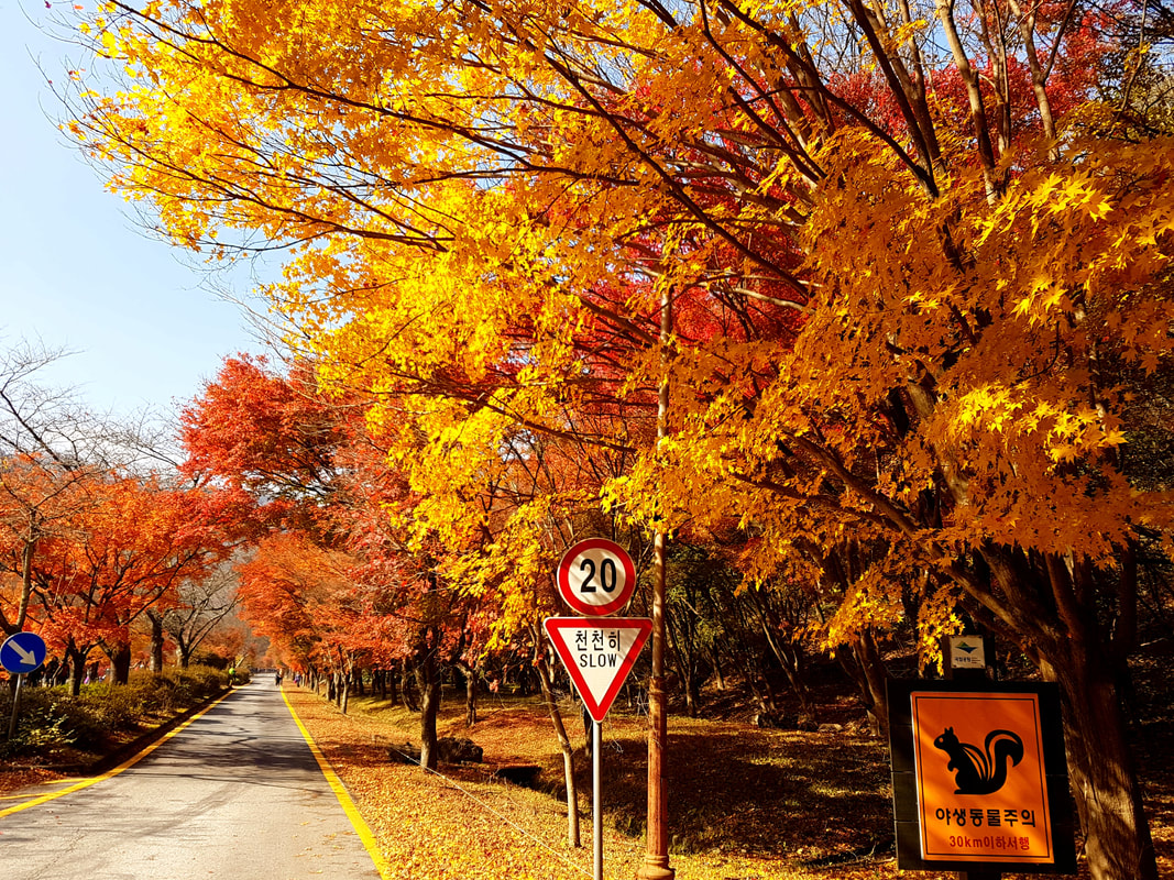 韓楓,韓國,楓葉,內藏山,韓國旅遊