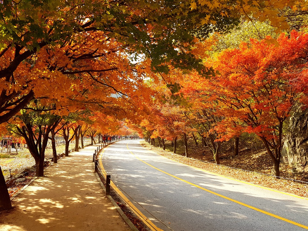 韓楓,韓國,楓葉,內藏山,韓國旅遊