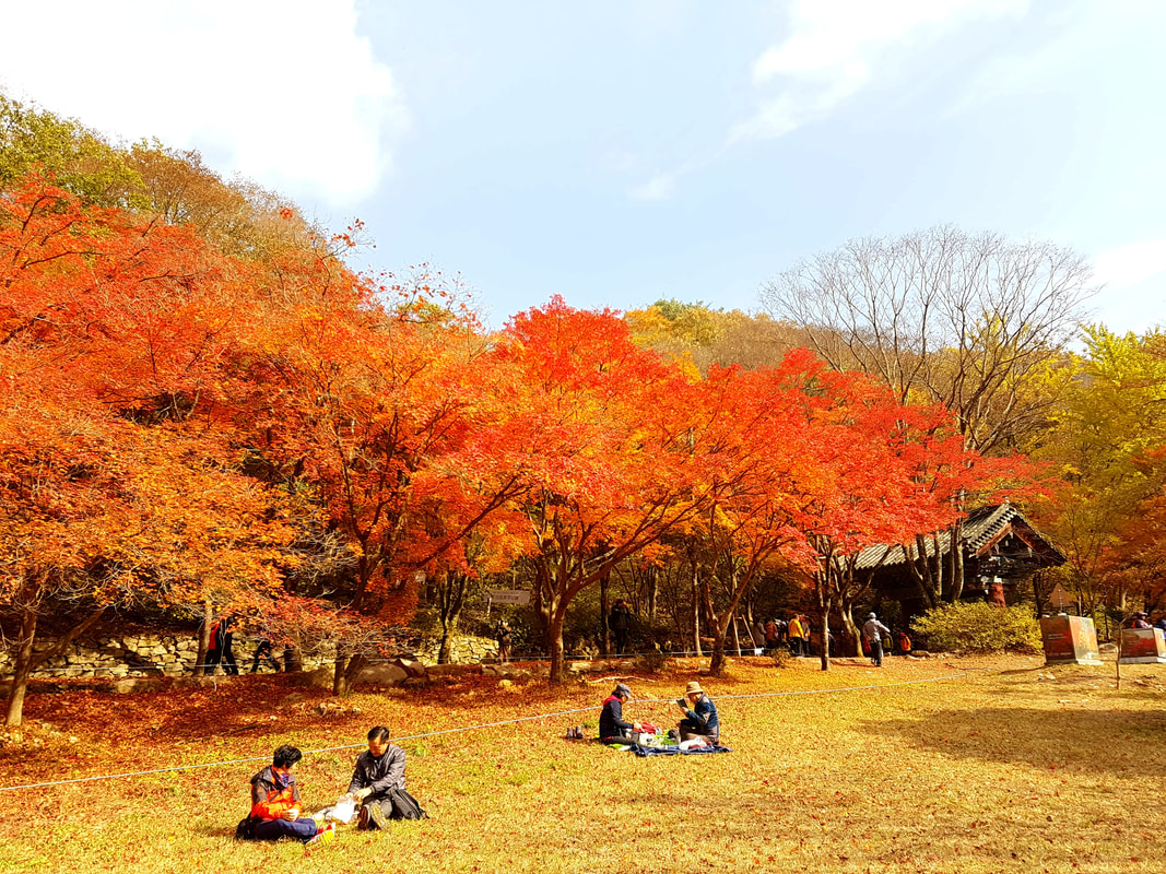 韓楓,韓國,楓葉,內藏山,韓國旅遊