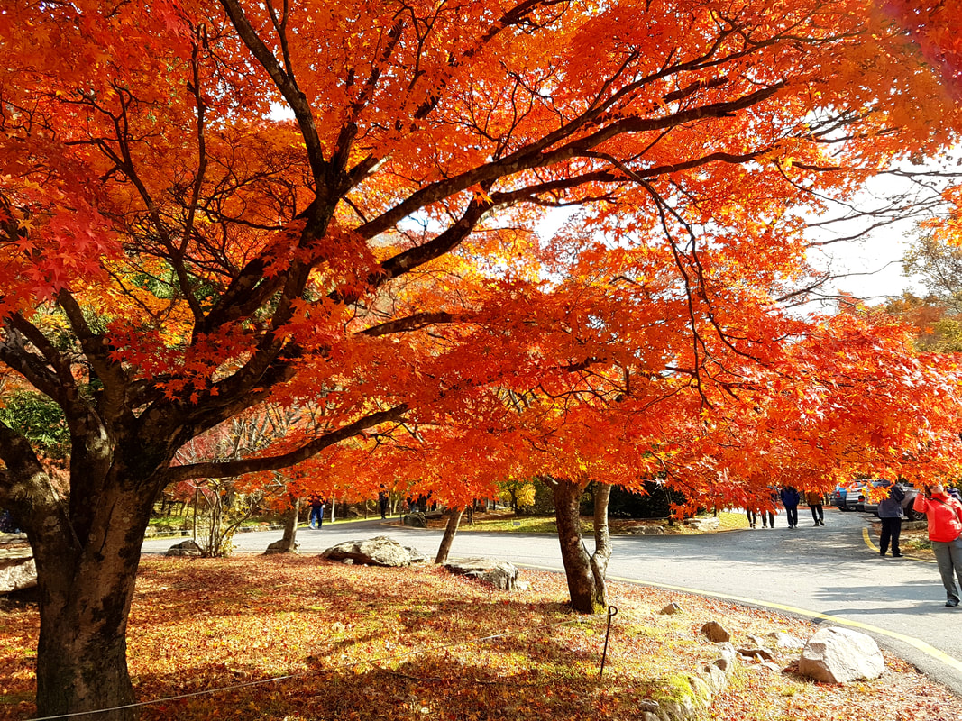 韓楓,韓國,楓葉,內藏山,韓國旅遊