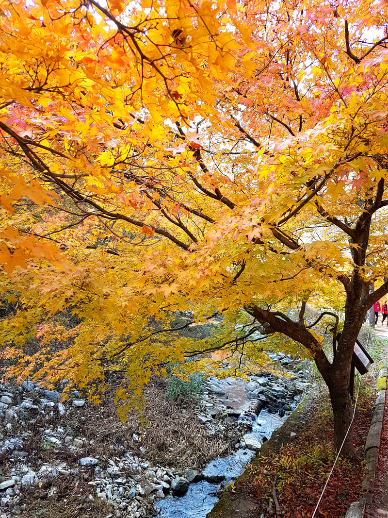 韓楓,韓國,楓葉,內藏山,韓國旅遊
