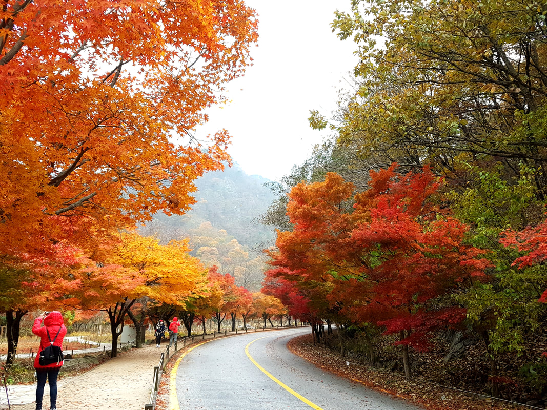 韓楓,韓國,楓葉,內藏山,韓國旅遊