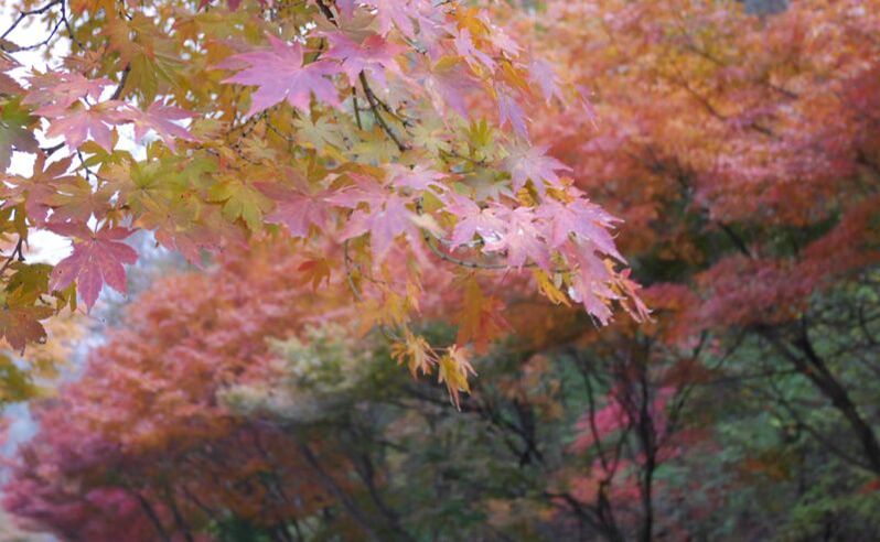 韓楓,韓國,楓葉,內藏山,韓國旅遊